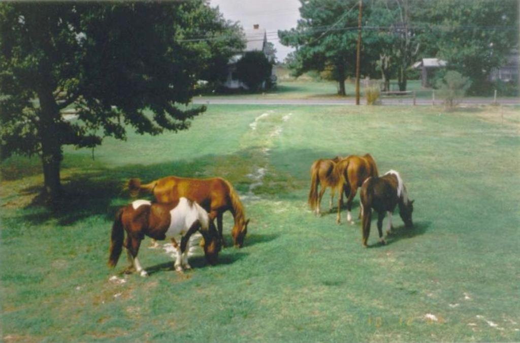 Chincoteague Townhome With Pony Views From Deck! Екстер'єр фото